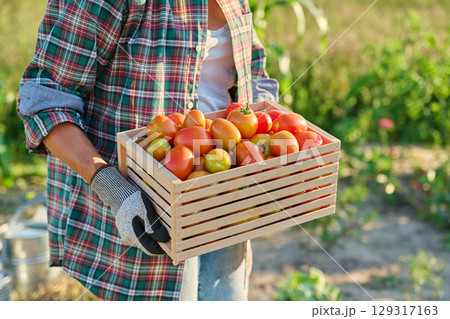 Harvest of ripe red tomatoes in wooden box in hands of woman in vegetable garden 129317163