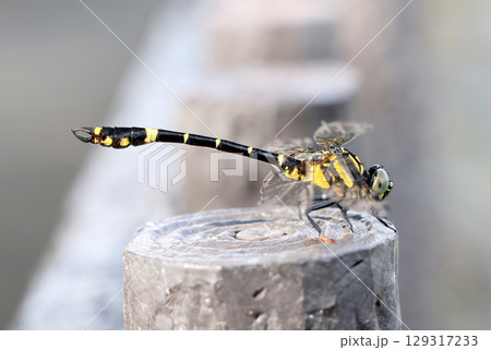 オナガサナエ 129317233