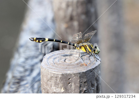 オナガサナエ 129317234