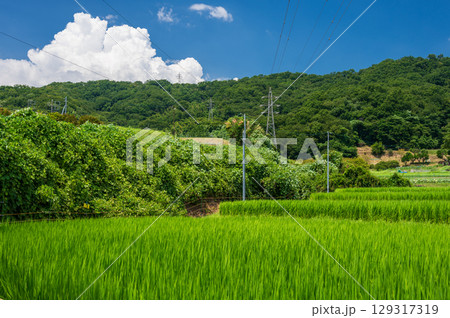 夏の田園風景 鶴巻・北矢名の原風景 夏の田園風景 鶴巻・北矢名の原風景 129317319