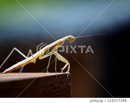 カマキリの横顔アップ 129317386
