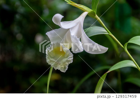 ソブラリア・レウコクサンタの花【ラン科ソブラリア属】 129317459
