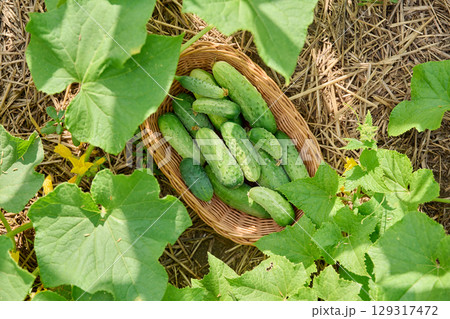 Harvest of organic bio natural cucumbers in basket on bed with cucumber plants, top view Harvest of organic bio natural cucumbers in basket on bed with cucumber plants, top view 129317472
