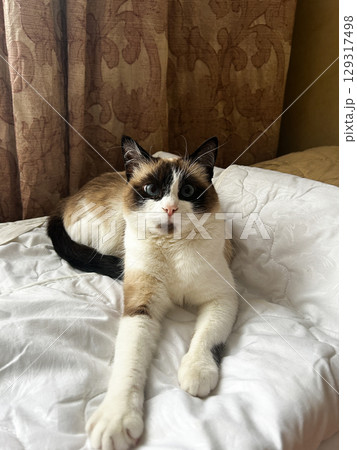 Overhead shot of relaxed Siamese cat lying on white blanket, demonstrating its flexible spine and long limbs Overhead shot of relaxed Siamese cat lying on white blanket, demonstrating its flexible spine and long limbs 129317498