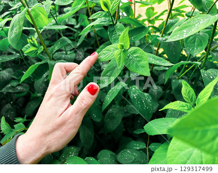 Human connection with nature: hand exploring rain fresh vegetation. Suitable for environmental awareness, sustainability projects, and eco tourism. 129317499