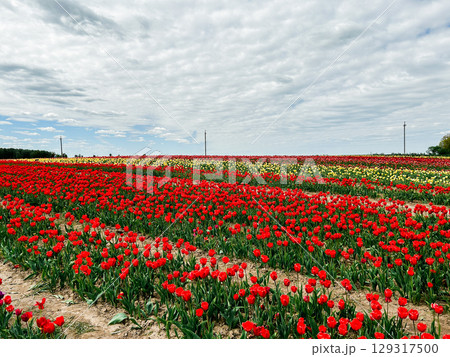 Endless rows of colorful tulips on tulip field. Tourism themes and romantic backdrop. 129317500