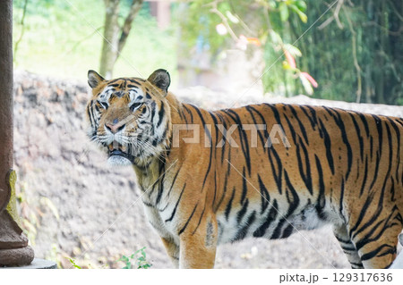 A powerful Sumatran tiger stands in its enclosure, looking directly at the camera with a slightly open mouth. A powerful Sumatran tiger stands in its enclosure, looking directly at the camera with a slightly open mouth. 129317636