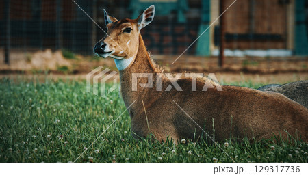 Nilgai Antelope Resting Gracefully in Green Grass Field Nilgai Antelope Resting Gracefully in Green Grass Field 129317736