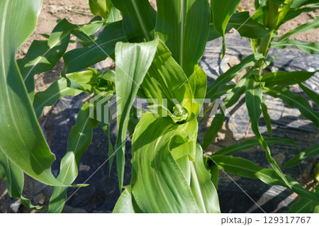 トウモロコシの雄穂(初期)01 トウモロコシの雄穂(初期)01 129317767