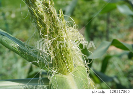 タッセルシード03 129317860