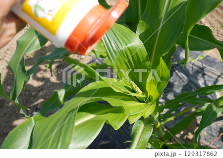 トウモロコシの薬剤散布02 トウモロコシの薬剤散布02 129317862