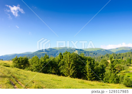 forest on the hill in mountain landscape on a summer morning. beautiful countryside scenery with green grassy pasture and distant ridge under blue sky on a sunny day 129317985