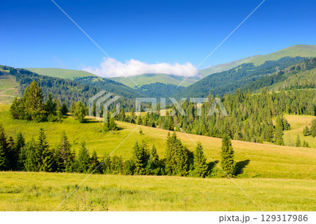 forest on the hill in mountain landscape on a summer morning. beautiful countryside scenery with green grassy pasture and distant ridge under blue sky on a sunny day forest on the hill in mountain landscape on a summer morning. beautiful countryside scenery with green grassy pasture and distant ridge under blue sky on a sunny day 129317986