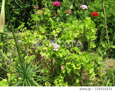 こじま花の会花畑の桃色と赤い色の花の百日草とゼラニュームの桃色の花 129318231