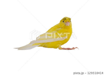canary isolated on white background 129318414