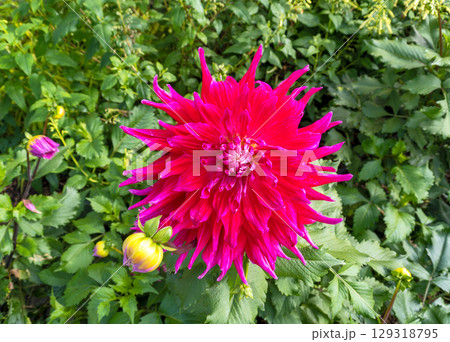 Red chrysanthemum flowers on green leaves background on sunny day Red chrysanthemum flowers on green leaves background on sunny day 129318795