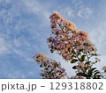 夕空に百日紅 129318802