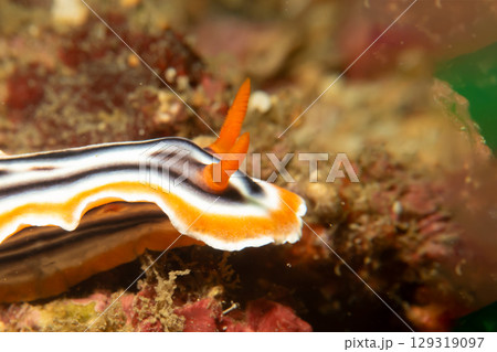 A close-up picture of a beautiful nudibranch, Magnificent Chromodoris, or Chromodoris magnifica 129319097