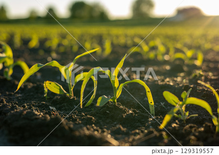 Green corn shoots rise from rich soil under the warm afternoon sun in a vibrant agricultural setting 129319557