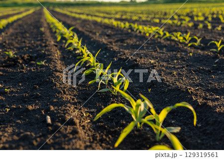 Fresh green sprouts rise from rich soil on a farm, basking in the afternoon sun under a clear sky, signaling the start of new growth 129319561