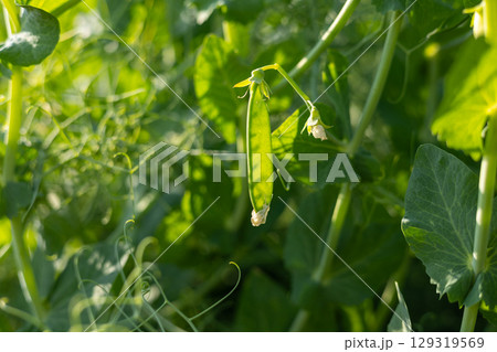 A fresh green pea pod dangles from its vine, surrounded by lush foliage under bright sunlight, showcasing the beauty of springtime growth 129319569