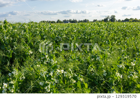 A vibrant field filled with blooming pea plants under a bright sky, showcasing the beauty of agriculture in spring 129319570