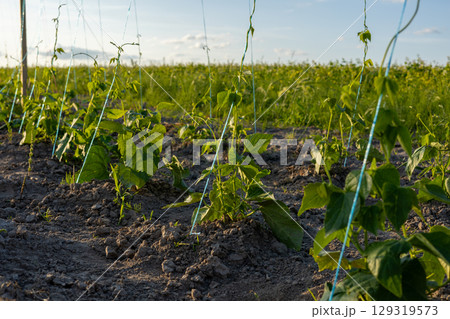 Young bean plants are secured with strings, thriving in fertile soil under a bright afternoon sky on a rural farmland Young bean plants are secured with strings, thriving in fertile soil under a bright afternoon sky on a rural farmland 129319573