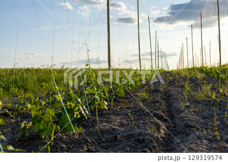 Rows of young vines stretch across a fertile field, absorbing sunlight as the day winds down, showcasing farm productivity and growth Rows of young vines stretch across a fertile field, absorbing sunlight as the day winds down, showcasing farm productivity and growth 129319574