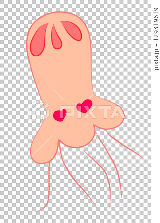 戀愛中的水母 129319619