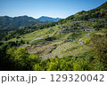 大山千枚田　棚田 129320042