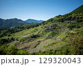 大山千枚田　棚田 129320043