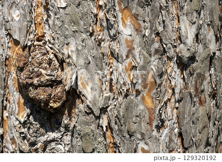 Maritime Pine, Pinus pinaster trunk symbol. Texture made of maritime pine tree bark. Beautiful Maritime Pine, Pinus pinaster trunk background. Conceptual image. Peaceful nature. Maritime Pine, Pinus pinaster trunk symbol. Texture made of maritime pine tree bark. Beautiful Maritime Pine, Pinus pinaster trunk background. Conceptual image. Peaceful nature. 129320192