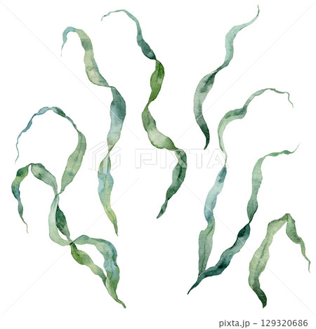 Watercolor seaweed laminaria set. Underwater plant illustration isolated on white background. For design, prints, fabric or background. Watercolor seaweed laminaria set. Underwater plant illustration isolated on white background. For design, prints, fabric or background. 129320686