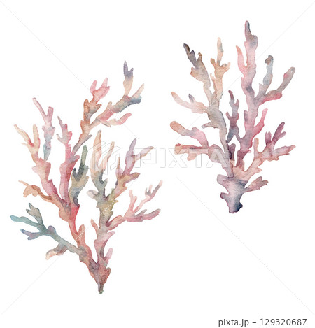 Watercolor pink coral branch set. Underwater plant illustration isolated on white background. For design, prints, fabric or background. Watercolor pink coral branch set. Underwater plant illustration isolated on white background. For design, prints, fabric or background. 129320687