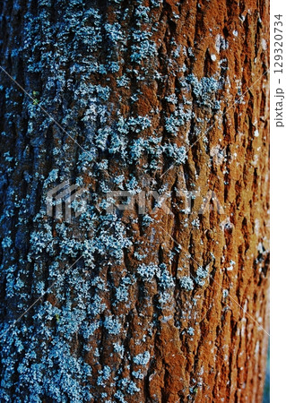 Tree trunk covered in moss and lichen. Vertical composition ideal for phone wallpaper or minimal nature backgrounds. 129320734