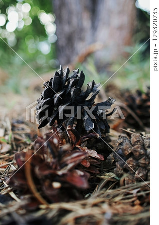 Close up of a pine cone with a few other pine cones. Vertical background. Wallpapers phone. 129320735