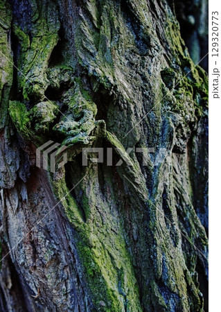 Tree trunk covered in moss. Vertical composition ideal for phone wallpaper or minimal nature backgrounds. Tree trunk covered in moss. Vertical composition ideal for phone wallpaper or minimal nature backgrounds. 129320773