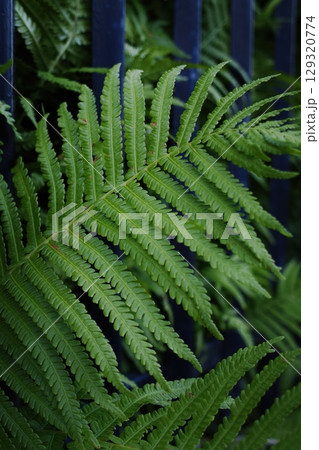 Leafy green plant with a blue fence in the background. Vertical background. Wallpapers phone. Leafy green plant with a blue fence in the background. Vertical background. Wallpapers phone. 129320774