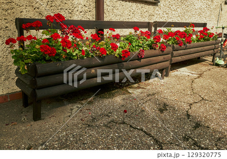 Row of potted plants with red flowers sit on a sidewalk Row of potted plants with red flowers sit on a sidewalk 129320775