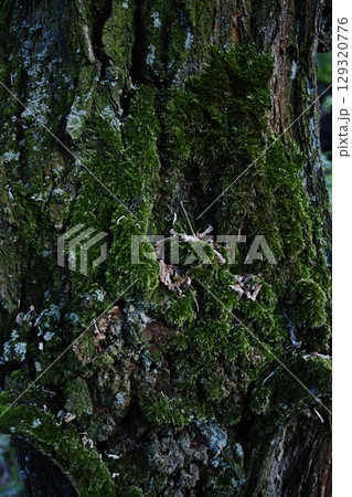 Tree trunk covered in moss. Vertical composition ideal for phone wallpaper or minimal nature backgrounds. Tree trunk covered in moss. Vertical composition ideal for phone wallpaper or minimal nature backgrounds. 129320776