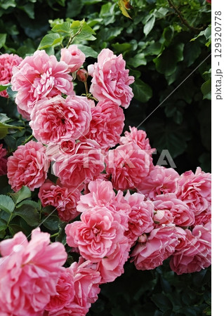 Bunch of pink flowers are in a garden. Vertical background. Wallpapers phone. 129320778