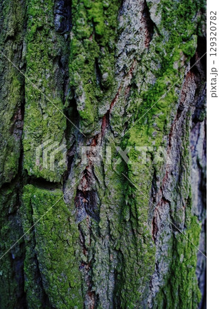 Tree trunk covered in green moss. Vertical composition ideal for phone wallpaper or minimal nature backgrounds. 129320782