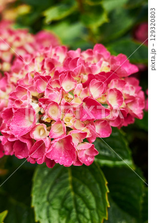 Pink and white flower with a green stem 129320803