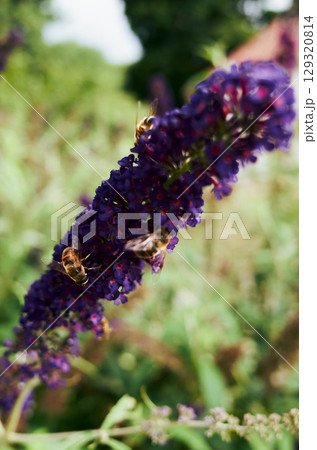 Two bees are on a purple flower 129320814