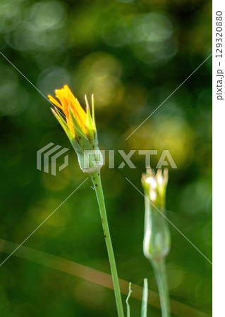 Flower with a stem is in the foreground of a green background. Phone wallpaper. Vertical background. Flower with a stem is in the foreground of a green background. Phone wallpaper. Vertical background. 129320880
