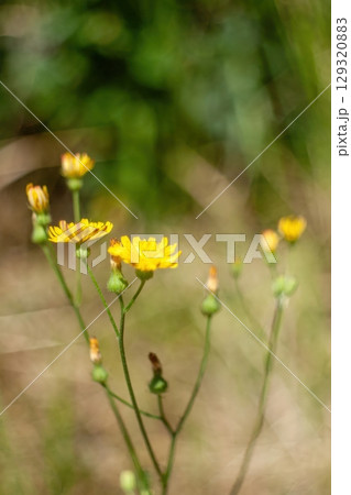 Bunch of yellow flowers are in a field. Phone wallpaper. Vertical background. Bunch of yellow flowers are in a field. Phone wallpaper. Vertical background. 129320883