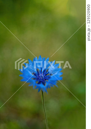 Blue flower with a green background. Minimalist wallpaper phone. Aesthetic wallpaper. Vertical phone. Blue flower with a green background. Minimalist wallpaper phone. Aesthetic wallpaper. Vertical phone. 129320900