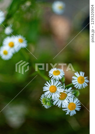 Bunch of white flowers with yellow centers. Minimalist wallpaper phone. Aesthetic wallpaper. Bunch of white flowers with yellow centers. Minimalist wallpaper phone. Aesthetic wallpaper. 129320904