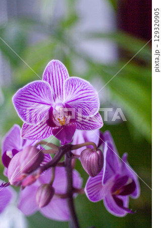 Purple and white orchid flower with a green stem. Vertical background, wallpapers, phone 129320905