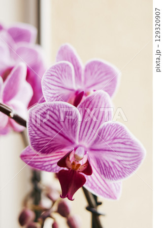 Purple and white orchid with a pink flower. Vertical background, wallpapers, phone Purple and white orchid with a pink flower. Vertical background, wallpapers, phone 129320907